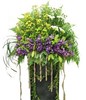 Mix Color Chrysan Pom-poms & Orchid