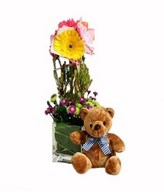 Mixed Color Gerbera in Glass Vase & Brown Care Bear