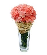 Pink Carnations in Vase