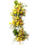 Daisies, Roses, Lilies and assorted greens is perfect to express your heartiest congratulations