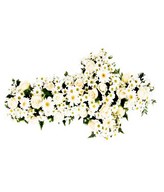 Array of White Flowers with Greens