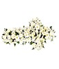 Array of White Flowers with Greens
